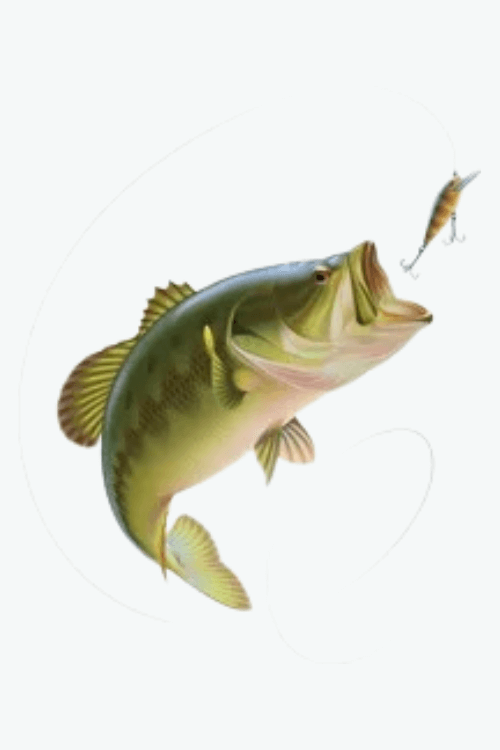 Fin FIsh