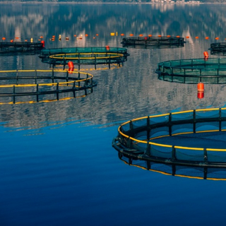 Aquaculture